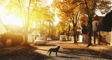 golden hour with dog standing in the street